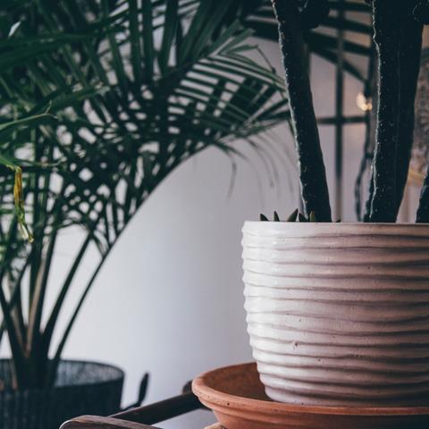 HOUSEPLANT CARE | Nurturing Lush Homes