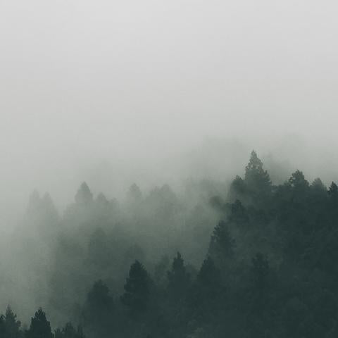 FROM TREES TO TENCEL | A Sustainable Journey