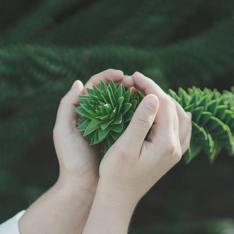 BOTANIC CREATIVE | Invite Nature In